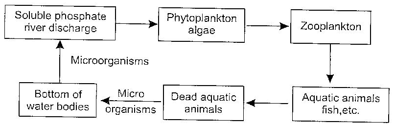 Phosphorus Cycle