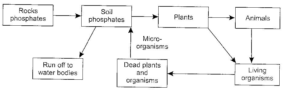 Phosphorus Cycle