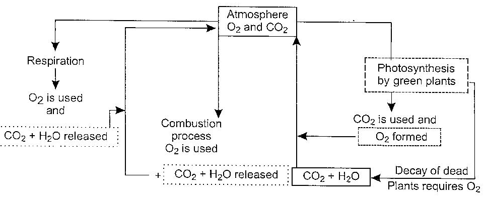 oxygen cycle