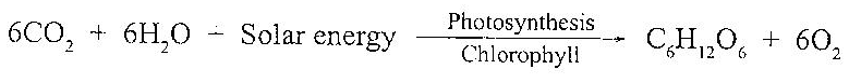 oxygen cycle