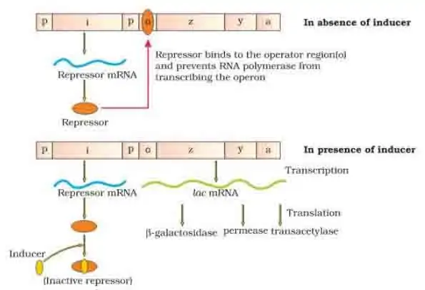 Describe how the Lac Operon Operates, both in the presence and absence of an inducer in E.coli.