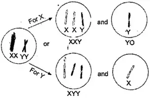 What is Sex Mosaics in Genetics?