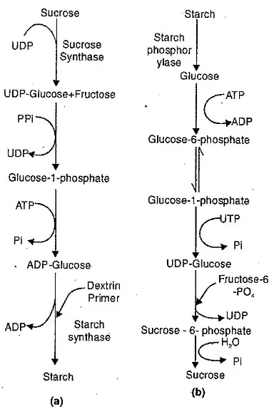 Explain Starch Sucrose Inter Conversion.