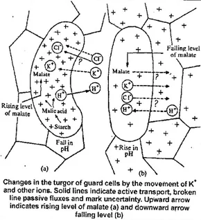 Explain the Mechanism of Stomatal Opening.