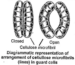 Explain the Mechanism of Stomatal Opening.