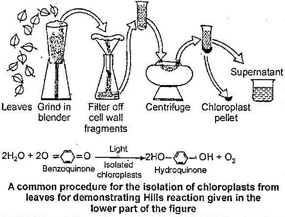 Explain the Mechanism of Photosynthesis.