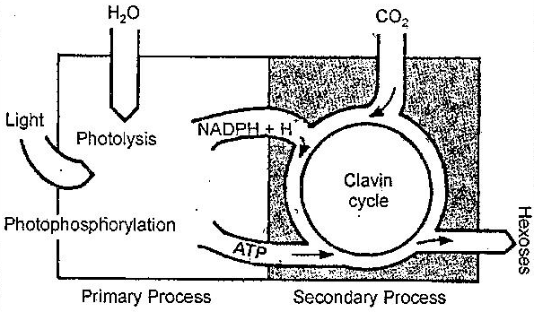 Explain the Mechanism of Photosynthesis.