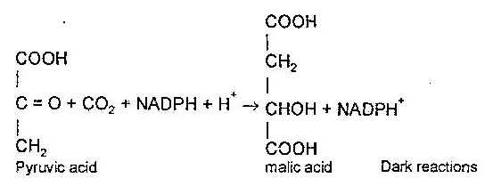 Explain the Mechanism of Photosynthesis.