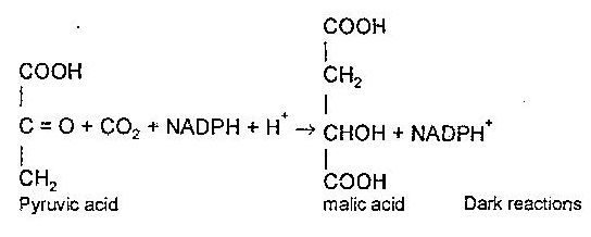 Explain the Mechanism of Photosynthesis.