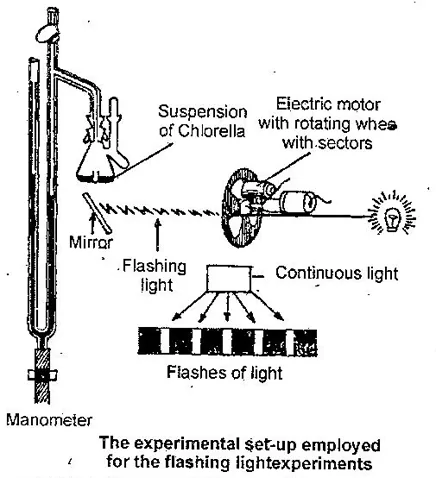 Explain the Mechanism of Photosynthesis.