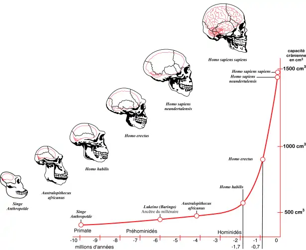 brainevolution