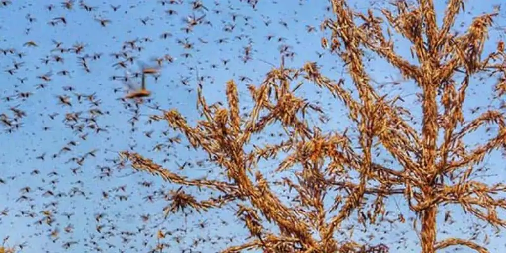 Locust Swarm Invasion Continues, Govt steps up to use Drones: States Remain Alert