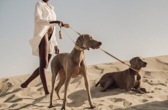 Top Designer Dog Collars: Are They Really Worth It?