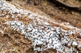 Experts Share the Biggest Mistakes People Make with Termites