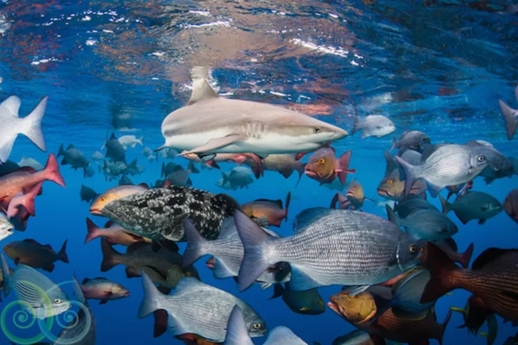 Misool’s Underwater Kingdom
