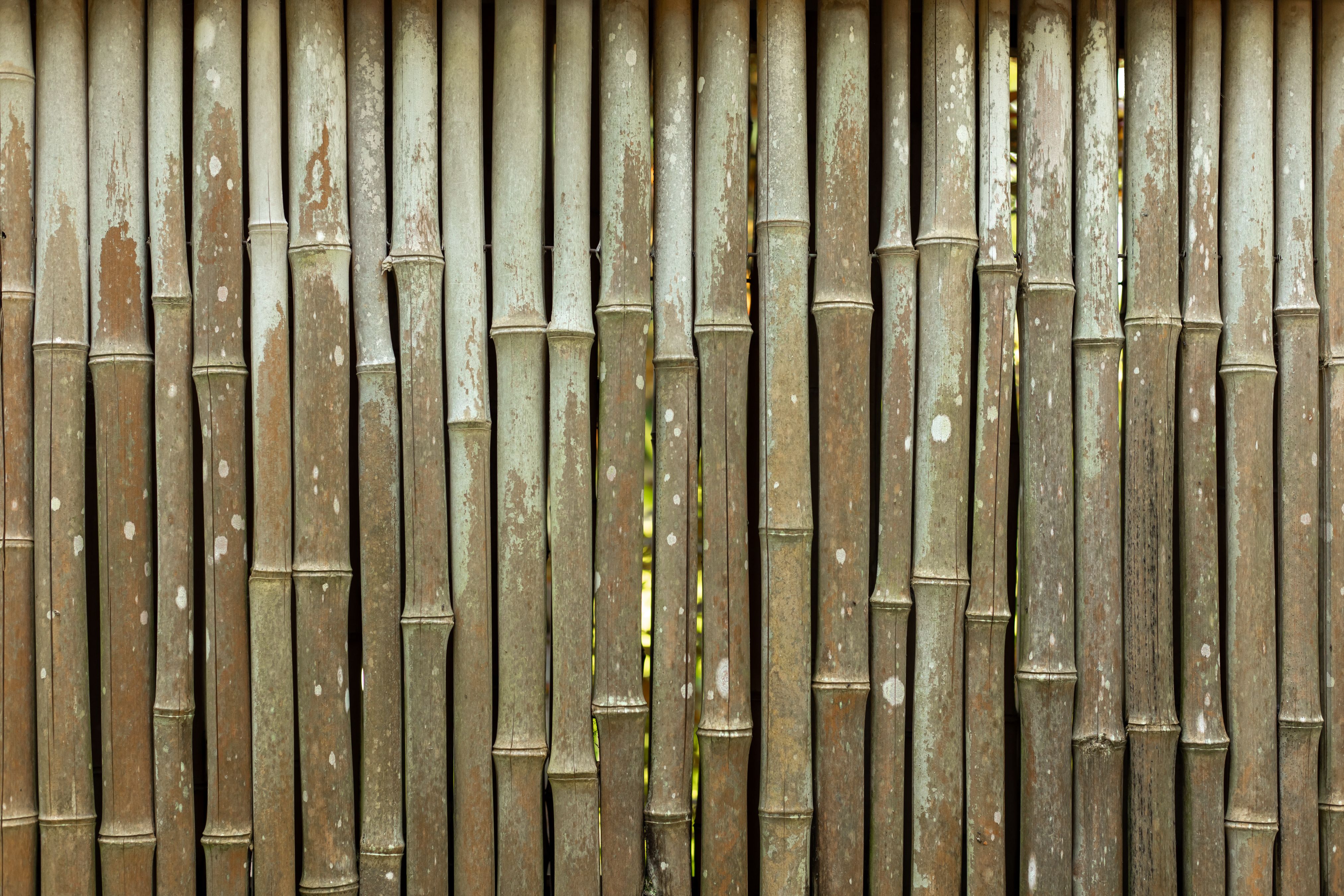 Close-up of a bamboo fence showing the natural texture of a renewable outdoor building material.
