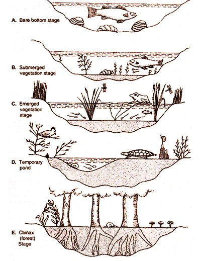 Describe briefly the various stages of Hydrarch succession.