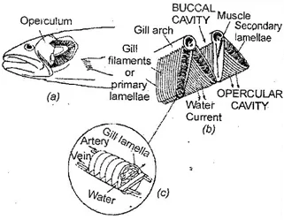 What is Gills? Explain the gas exchange process of Gills.