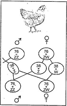 Explain the Chromosomal Sex Determination Mechanisms.