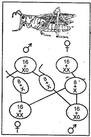 Explain the Chromosomal Sex Determination Mechanisms.