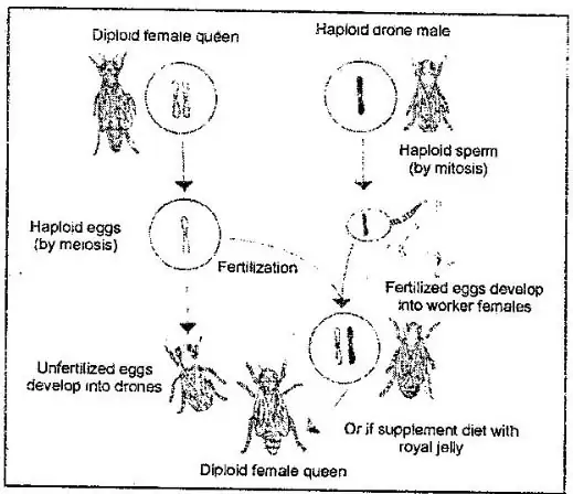 Explain the Chromosomal Sex Determination Mechanisms.