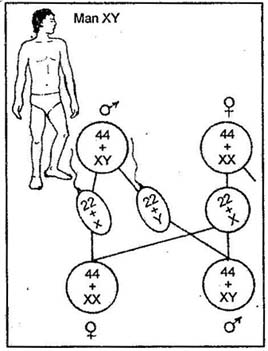 Explain the Chromosomal Sex Determination Mechanisms.