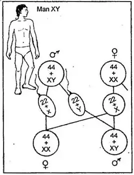 Explain the Chromosomal Sex Determination Mechanisms.