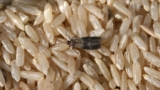 Keeping Your Business Pest-Free: Essential Tips for Commercial Pest Control