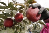 The Do’s and Don’ts of Pruning Your Apple Trees: Timing Tips for a Bountiful Harvest (2024)