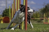 Pawsitive Reinforcement Understanding the Psychology Behind Dog Training