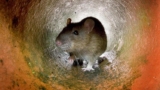 Rat Free Haven Effective Methods to Get Rid of Rats in Your Garden