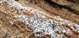 Experts Share the Biggest Mistakes People Make with Termites